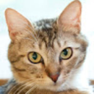 Meet your Posher, Susi